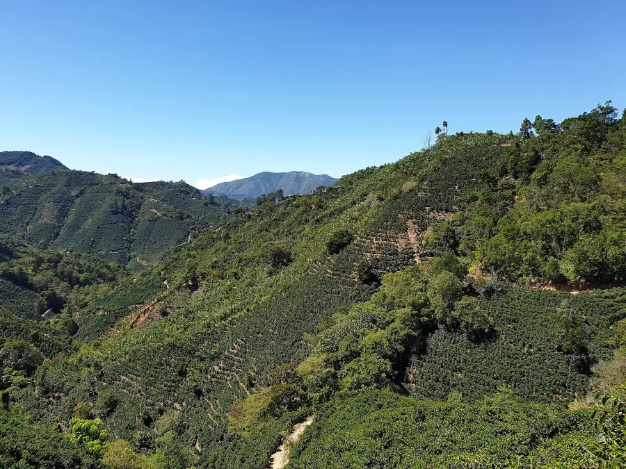 Coffee plantations in the Central Valley