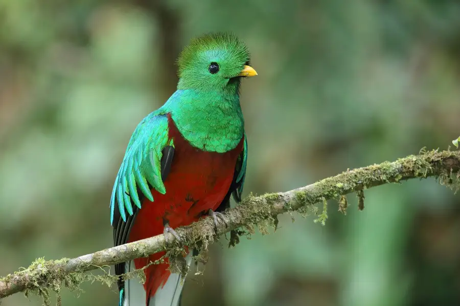 Resplendent quetzal, Monteverde